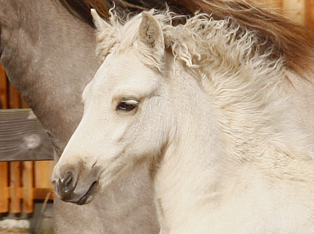 Sola von Heidmoor c.jpg